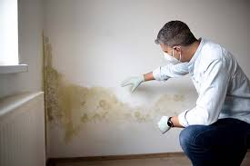 Best Water Damage & Mold Remediation  in Manatee Road, FL